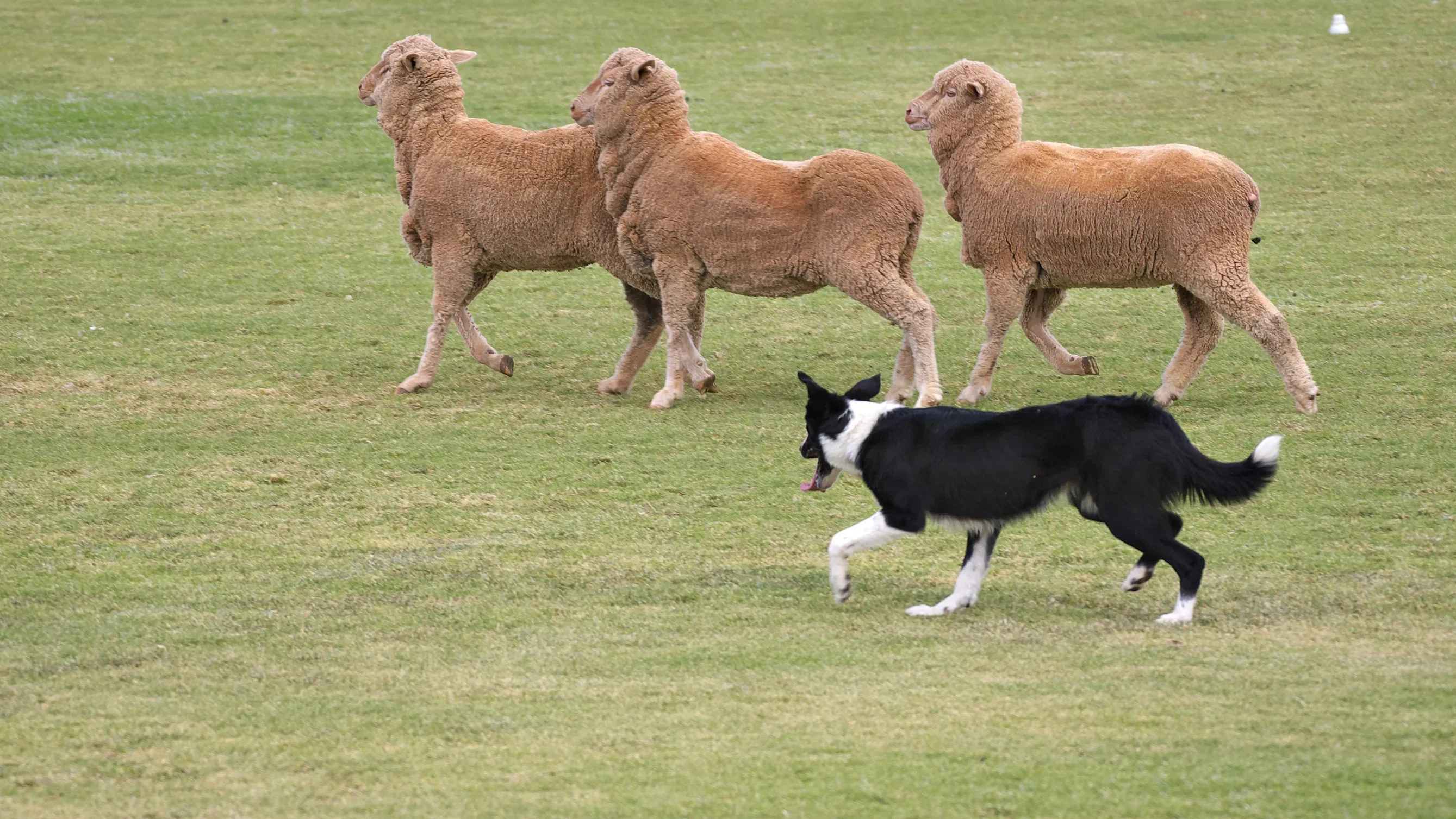 Border collie herding sheep