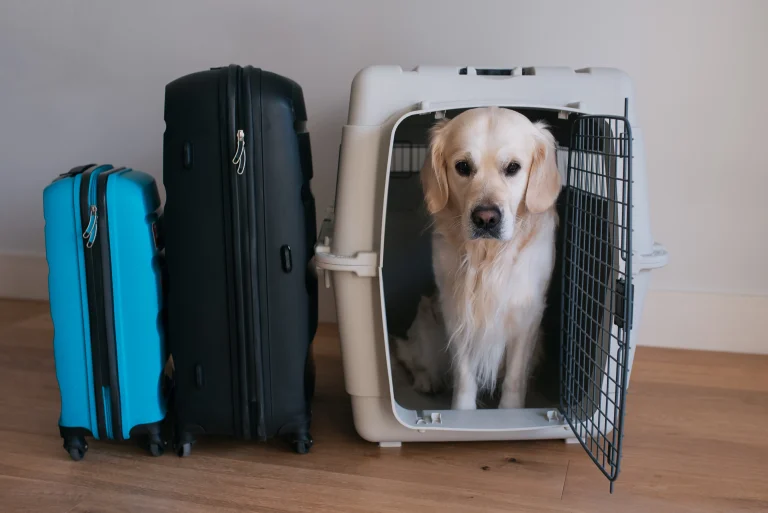 Which airlines allow large dogs in the cabin?