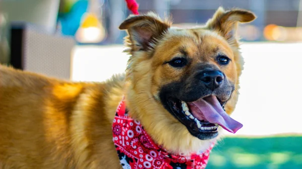 Bark n' Brewfest Burlingame