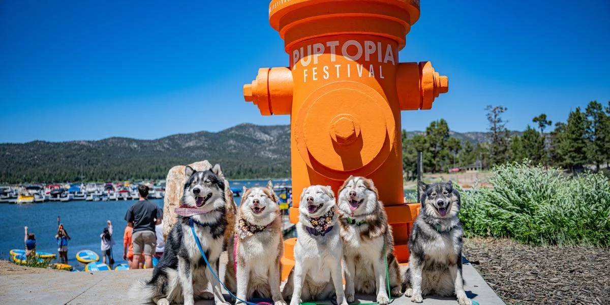 Bending Energy Puptopia 24 1401 1200x800 5b2df79 00588cdef1e3d54756582b576359604b