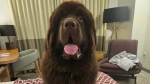 Cappie at the Kimpton Sawyer Hotel, Sacramento