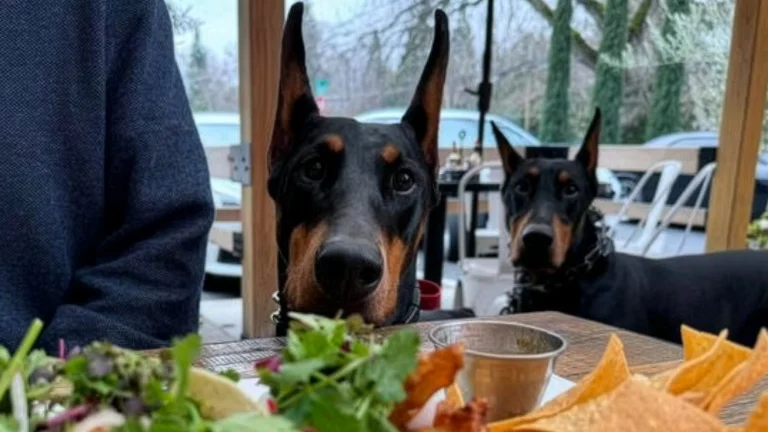 Two Doberman Pinschers looking at a taco plate, ears up, in Sacramento.