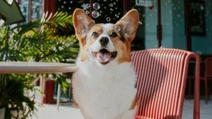 Flavors of the Peninsula, dog by your side