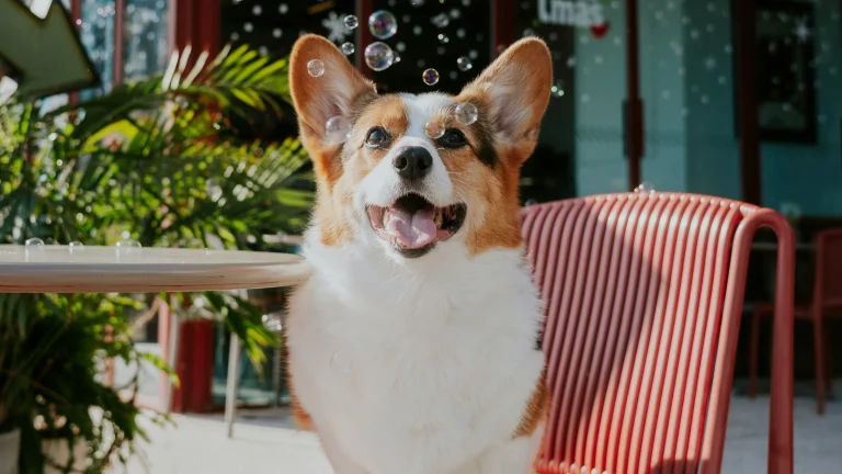 Flavors of the Peninsula dog on chair