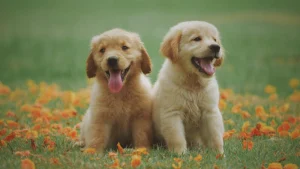Dogs of the Wine Country: A Photography Exhibit