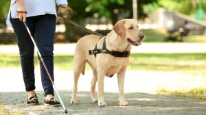 A day in the life of a guide dog