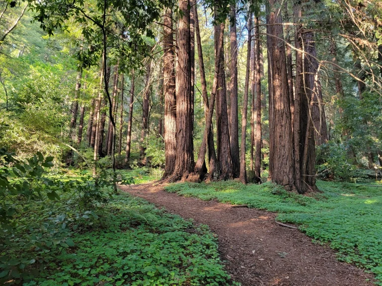 Henry Cowell Redwoods State Park