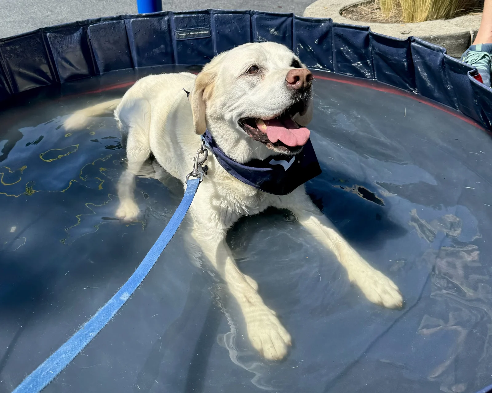 Maya at Pints for Paws Berkeley