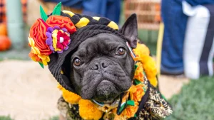 Pug at Sacto. Midtown Pooch parade