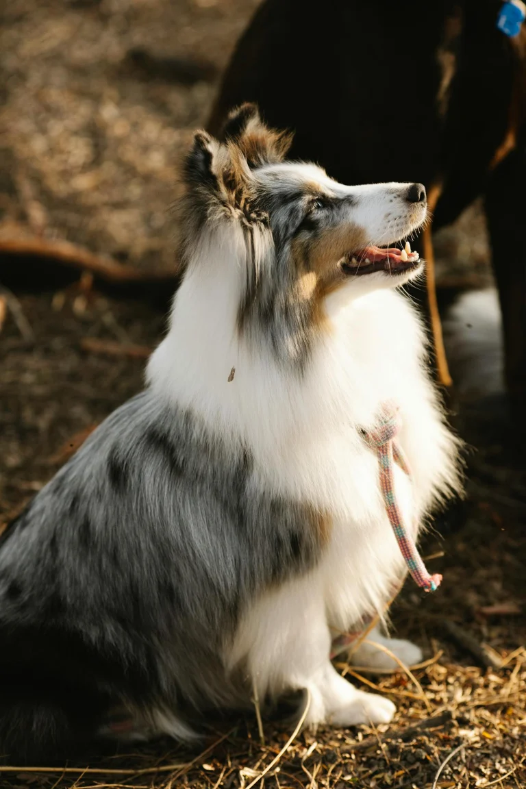 California desert dog travel