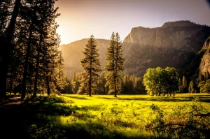 Coast redwoods and dog trails