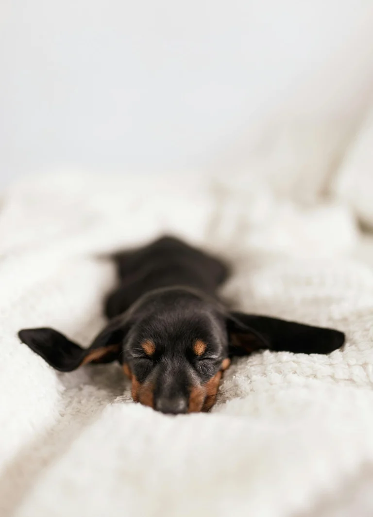 Compostable dog poop bags