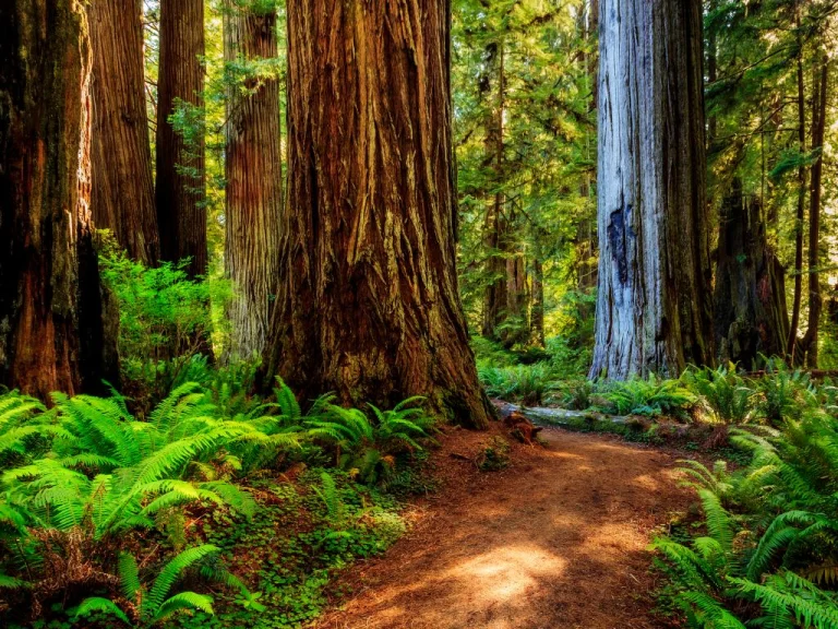 Prairie Creek Redwoods State Park