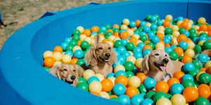 Puptopia Big Bear