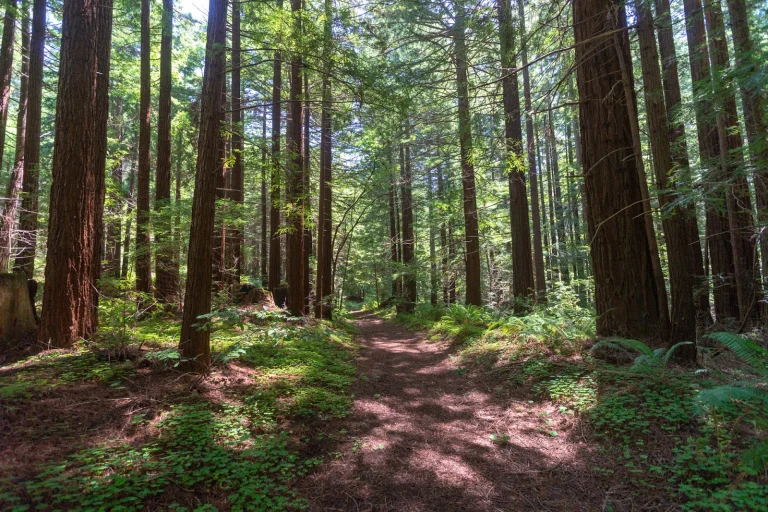 San Mateo County Memorial Park