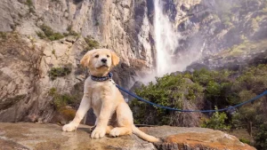 Yosemite Puppy on leash