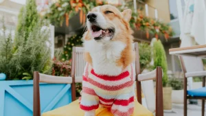 Yappy Hour - Poolside Grill