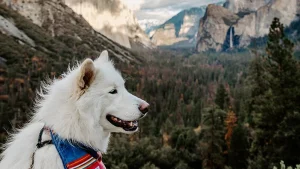 Dog scenic view of yosemite (2)