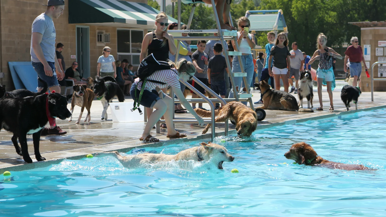 Pooch Plunge