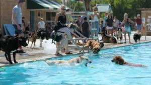 Pooch Plunge
