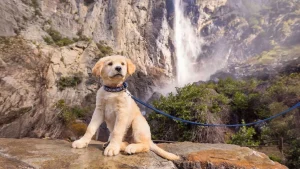 Puppy on leash in Yosemite
