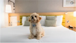 Where to stay with your four-legged companion