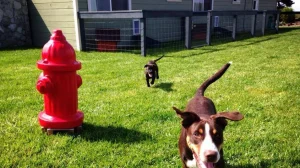 The Beachcomber Hotel Group dog-friendly hotel line-up