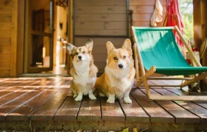 Two welsh corgi pembroke dogs in a cabin