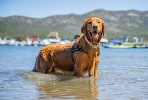 Dog in water at Big Bear Lake