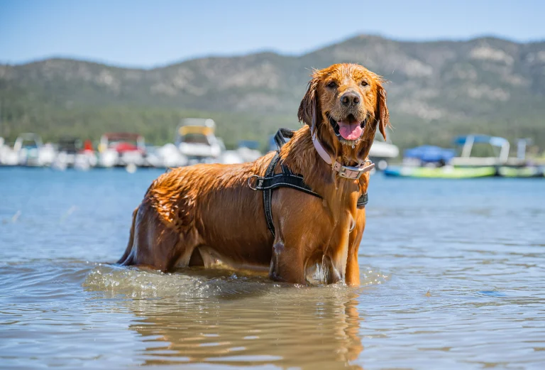 Dog in water at Big Bear Lake