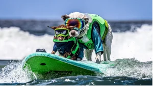 Fetch sun and sea on the San Francisco Peninsula