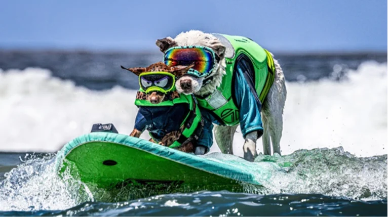 Dogs surfing