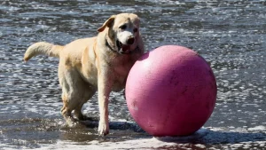Splash hits: Summer delights for water-loving dogs
