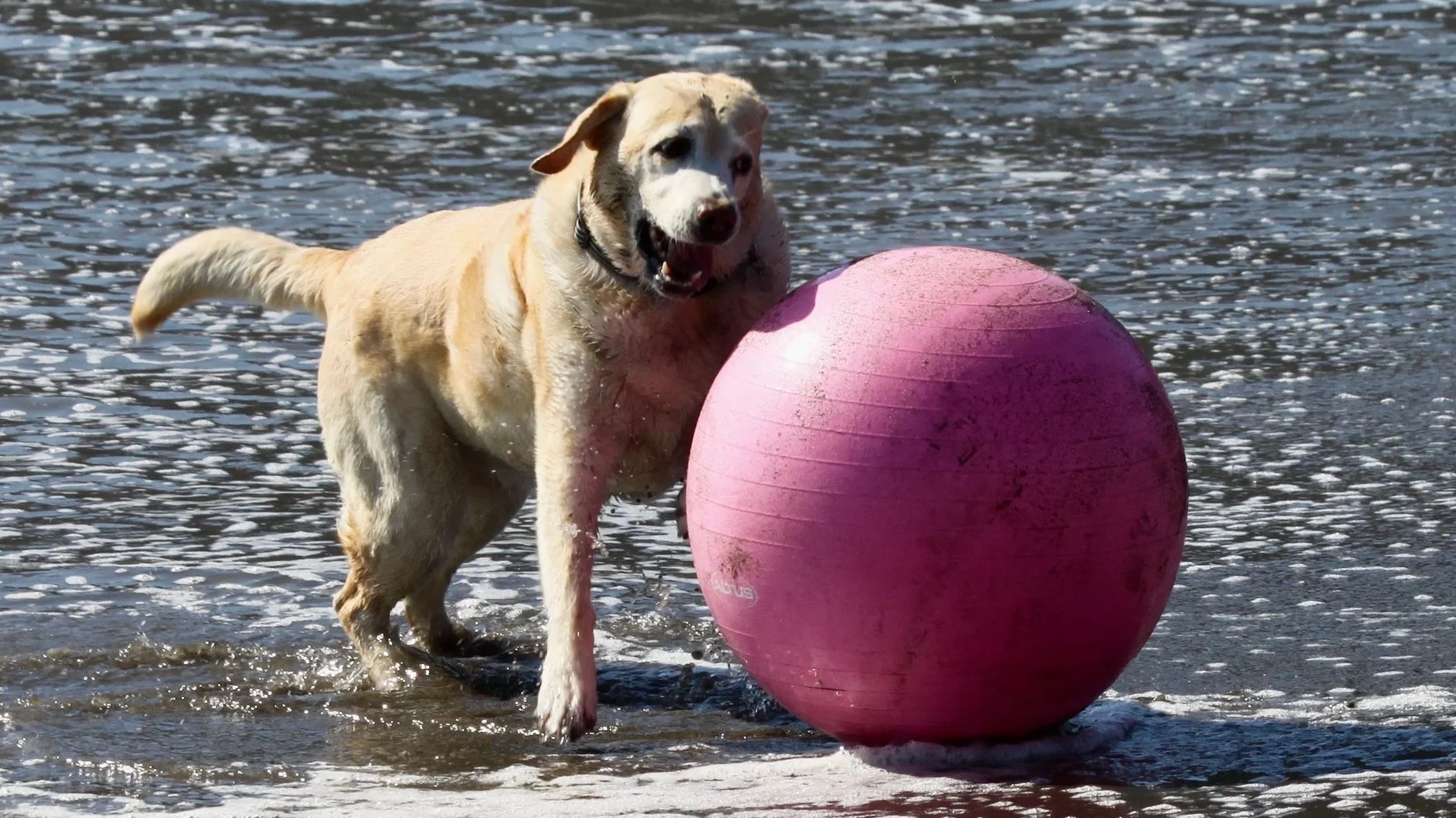 Kayla and her big ball. Photo by Dave Kendrick.