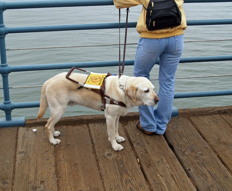 A yellow Labrador retriever wearing a guide dog harness stands beside its handler on a wooden pier