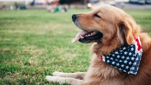 4th of July in the Park