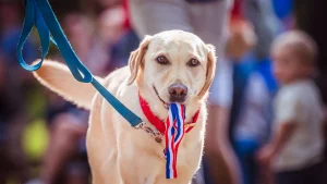 Dog Show & Costume Contest at Fourth Fest