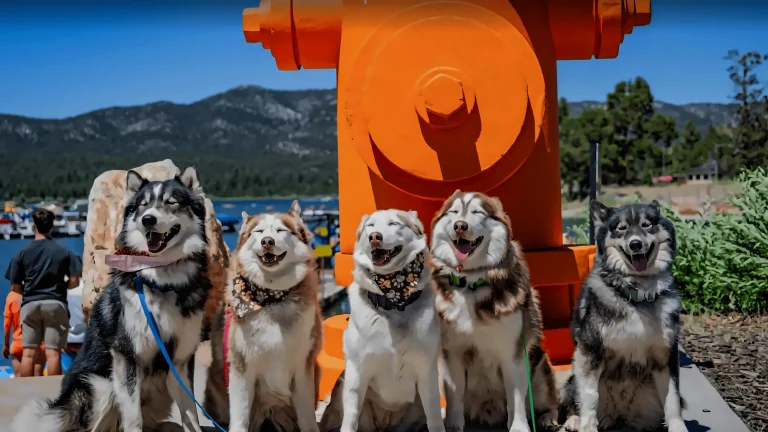 Puptopia dogs fire hydrant restored 4132x2324