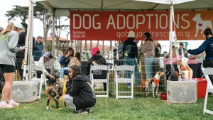Pet Food Express Fun & Fitness Fest