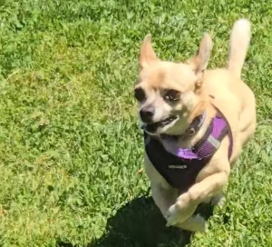 Chihuahua Summer Meetup