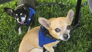 Chihuahua Meetup