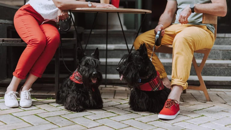 Two black scottie dogs at a cafe table