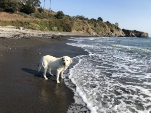 Maya coastal Mendocino County4. Photo by DogTrekker.com copy