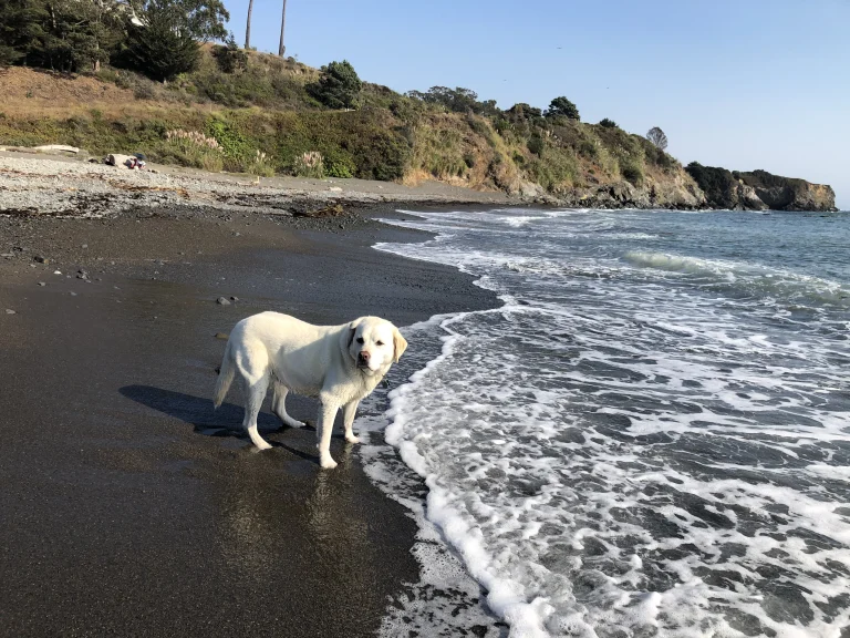 Maya coastal Mendocino County4. Photo by DogTrekker.com copy