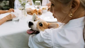 Sip & Support Benefiting Napa Humane at Clif Family Winery