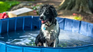 Red, White & Woof: Poolside Pup Party