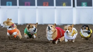 Corgi Nationals Super Sprint