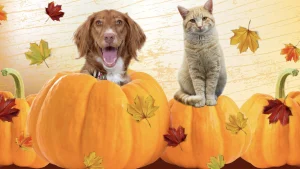 Wiggle Waggle Fall Festival
